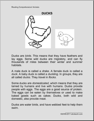 Comprehension: Animal – Duck (primary/elem)