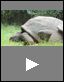 Aldabran Tortoise (Science Video)