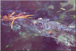 Photo: Alligator 01 HiRes
