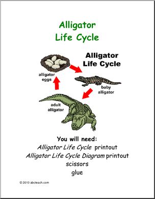 Learning Center: Alligator Life Cycle