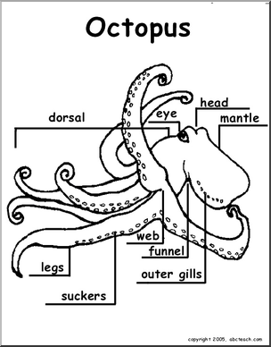 Animal Diagrams: Octopus (labeled and unlabeled)