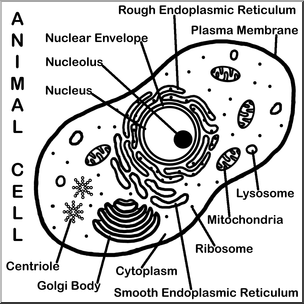 Clip Art: Cells: Animal Labeled B&W