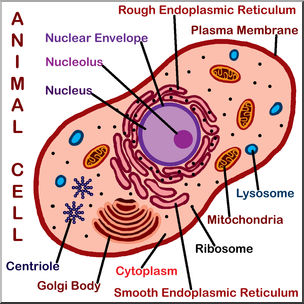 Clip Art: Cells: Animal Labeled Color – Abcteach