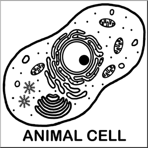 Clip Art: Cells: Animal Unlabeled B&W
