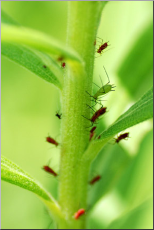 Photo: Aphids 01a LowRes