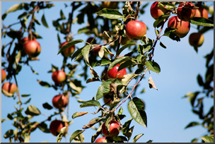 Photo: Apple Tree 01a LowRes – Abcteach