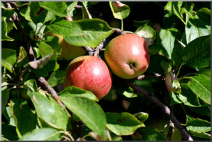 Photo: Apple Tree 02a LowRes
