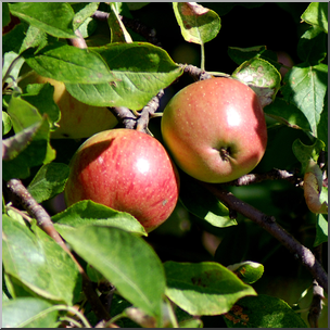 Photo: Apple Tree 02b HiRes