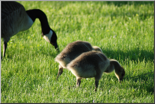 Photo: Baby Geese 03 HiRes