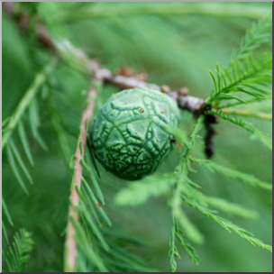 Photo: Bald Cypress Pine Cone 01b LowRes – Abcteach