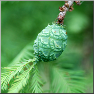 Photo: Bald Cypress Pine Cone 02b HiRes – Abcteach