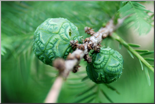 Photo: Bald Cypress Pine Cones 01a LowRes – Abcteach