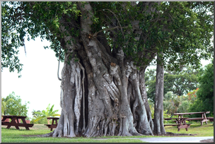 Photo: Banyan Tree 01 HiRes