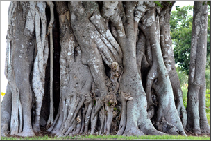 Photo: Banyan Tree 02 LowRes