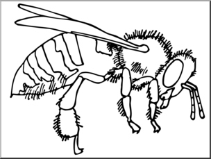 Clip Art: Insects: Bee B&W