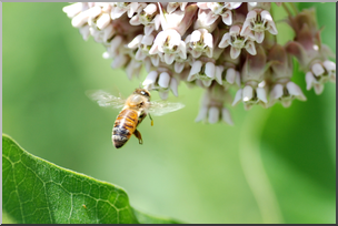 Photo: Bee and Milkweed 01a HiRes