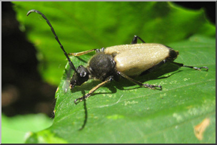 Photo: Beetle 01 LowRes