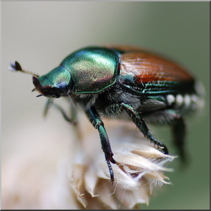 Photo: Beetle 02b HiRes