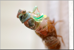 Photo: Cicada 03a HiRes