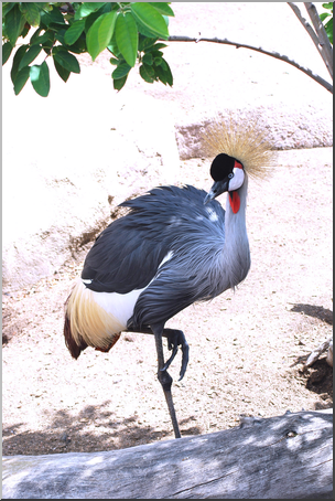 Photo: Great Crested Crane 02a HiRes