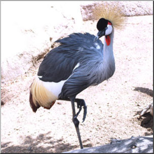 Photo: Great Crested Crane 02b LowRes