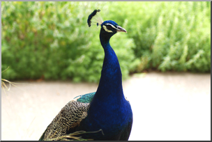 Photo: Peacock 03a HiRes