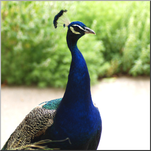 Photo: Peacock 05a HiRes – Abcteach