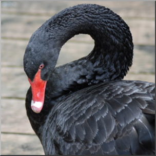 Photo: Black Swan 02b LowRes