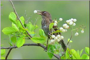 Photo: Bird Eating White Berries 01a LowRes