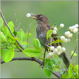 Photo: Bird Eating White Berries 01b HiRes