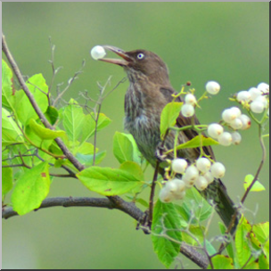 Photo: Bird Eating White Berries 01b LowRes