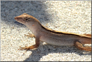 Photo: Brown Anole 01 LowRes