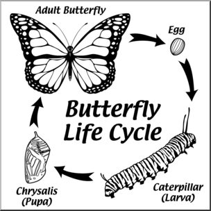 Clip Art: Butterfly Life Cycle B&W