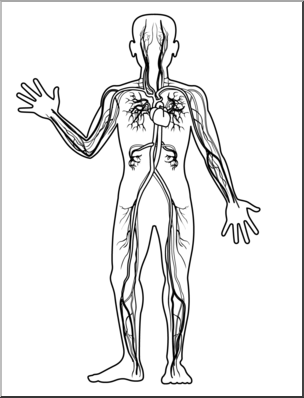 Clip Art: Human Anatomy: Cardiovascular System B&W Blank – Abcteach