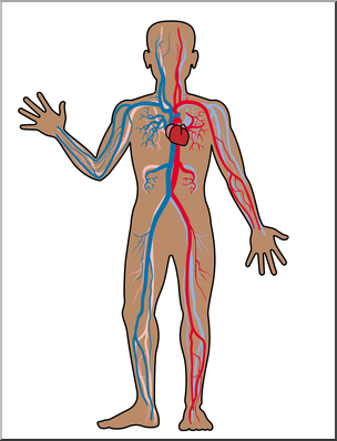 Clip Art: Human Anatomy: Cardiovascular System Color Blank – Abcteach