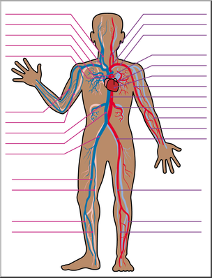 Clip Art: Human Anatomy: Cardiovascular System Color Unlabeled – Abcteach