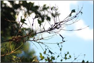 Photo: Caterpillar Swarm Defoliation 01 LowRes