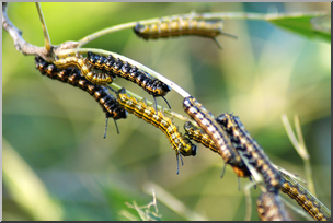 Photo: Caterpillar Swarm 01a HiRes