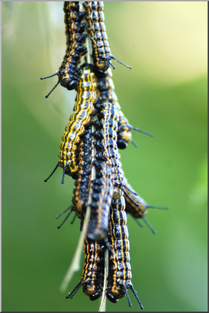 Photo: Caterpillar Swarm 02a HiRes