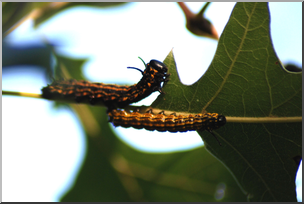 Photo: Caterpillar Swarm 03a HiRes