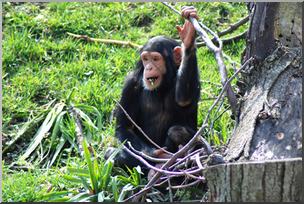 Photo: Chimpanzee Juvenile 02a LowRes