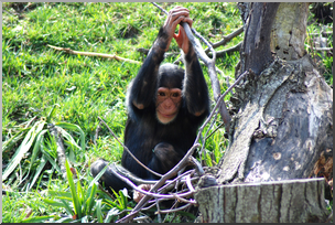 Photo: Chimpanzee Juvenile 03a HiRes
