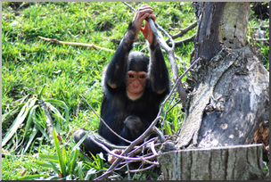 Photo: Chimpanzee Juvenile 03a LowRes