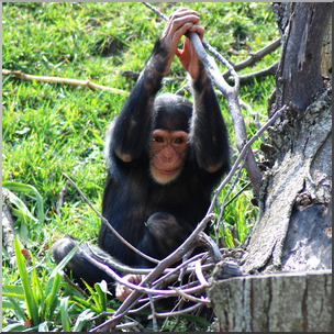 Photo: Chimpanzee Juvenile 03b HiRes