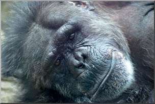 Photo: Chimpanzee 01 HiRes