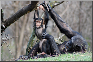 Photo: Chimpanzee Baby & Mother 01 HiRes