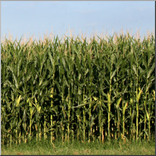 Photo: Corn Field 01b LowRes