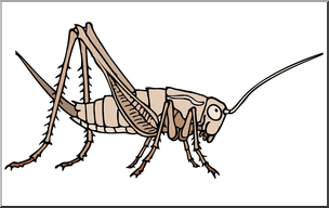 Clip Art: Insects: Cricket Color