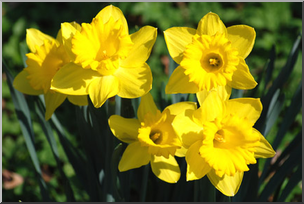 Photo: Daffodils 01 LowRes – Abcteach