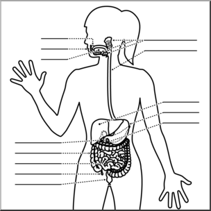 Clip Art: Human Anatomy: Digestive System B&W Unlabeled – Abcteach